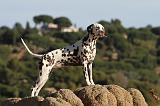 DALMATIEN 151